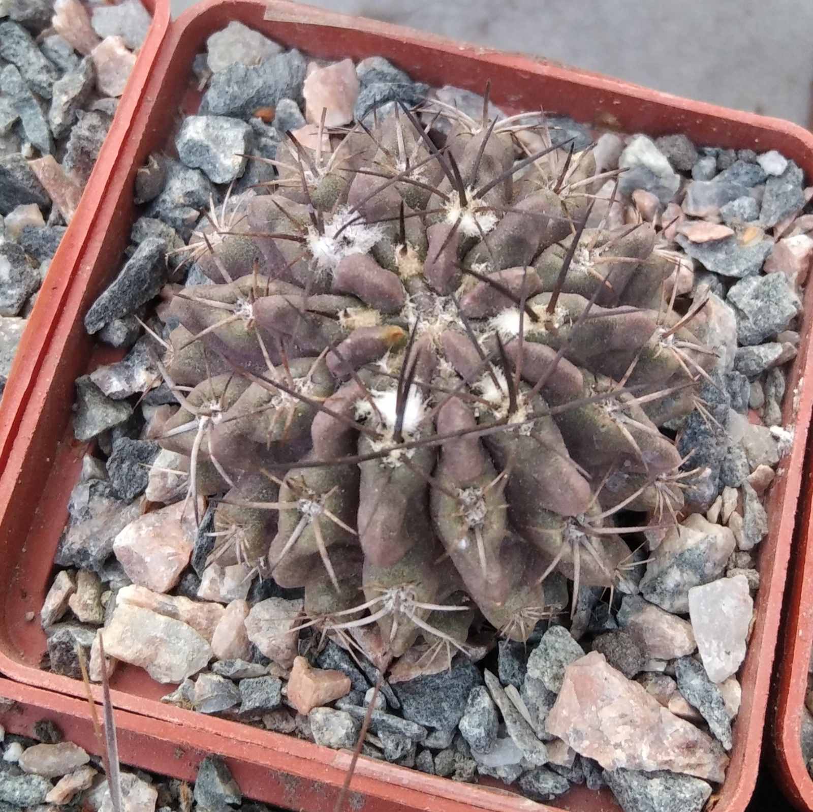 Thelocephala occulta -cube -7cm-