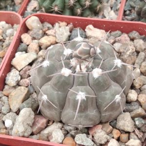 Gymnocalycium prohazkianum -cube-7cm-