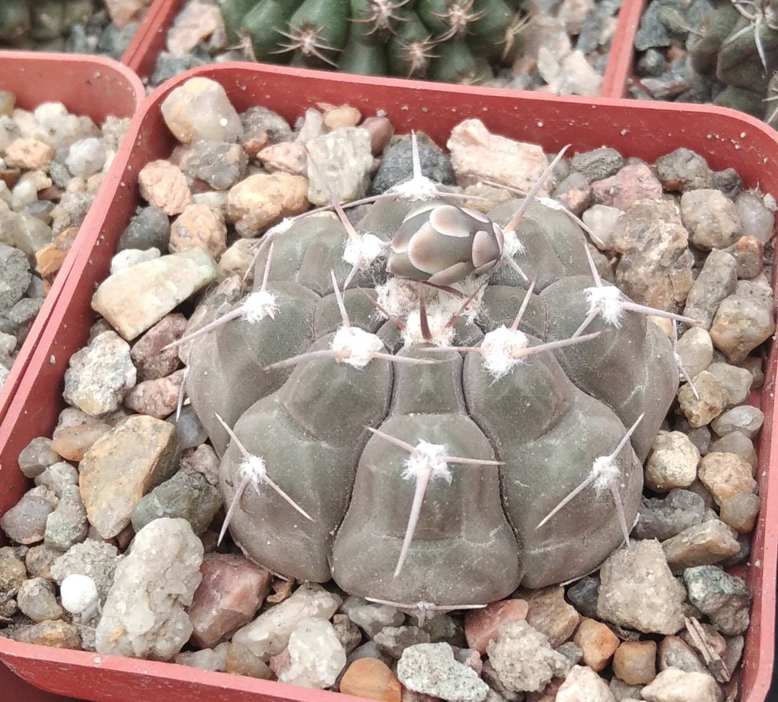 Gymnocalycium prohazkianum -cube-7cm-
