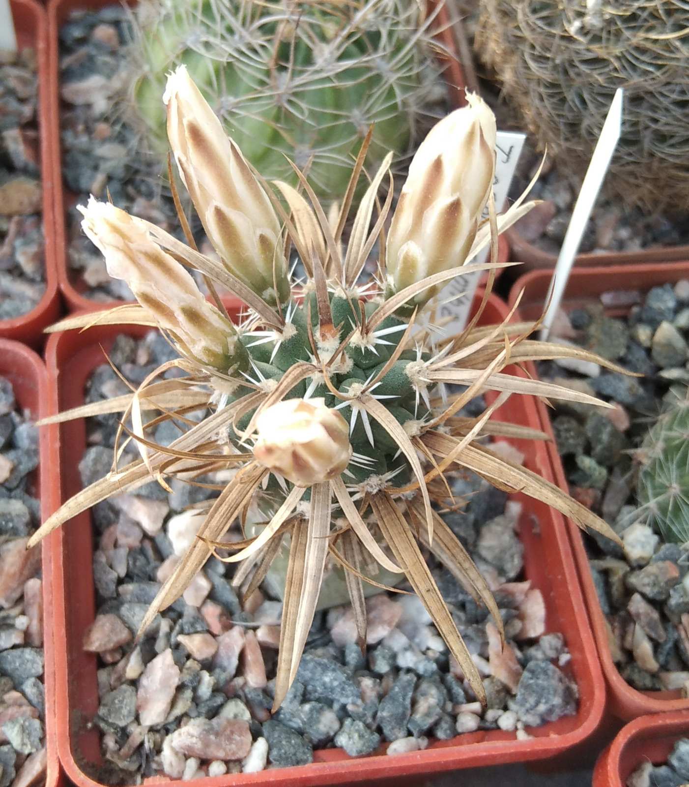 Toumea papyracantha RP50 -cube-5cm- щеплена-
