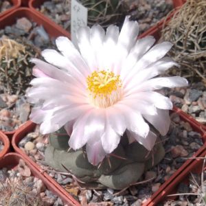 Thelocactus hexaedrophorus -cube-6cm-