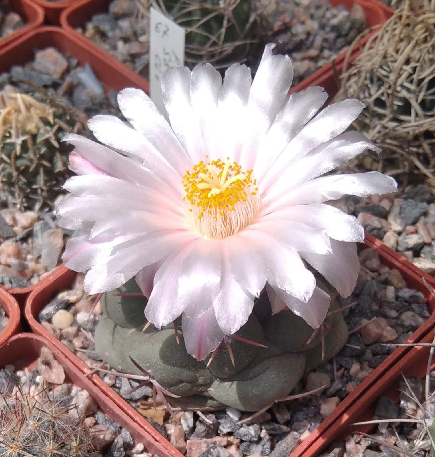 Thelocactus hexaedrophorus -cube-6cm-