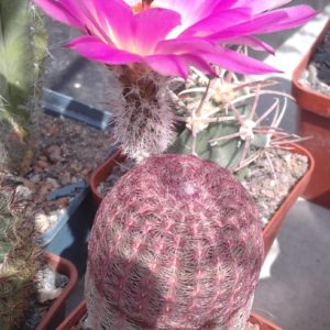 Echinocereus  rigidisimus  v. rubrispinus L066 -10років-