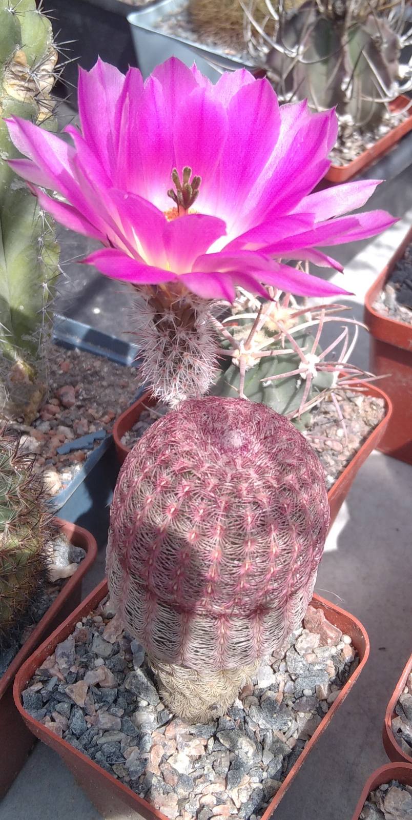 Echinocereus  rigidisimus  v. rubrispinus L066 -10років-