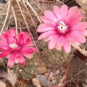 Gymnocalycium baldianum -двійня- cube-7cm-