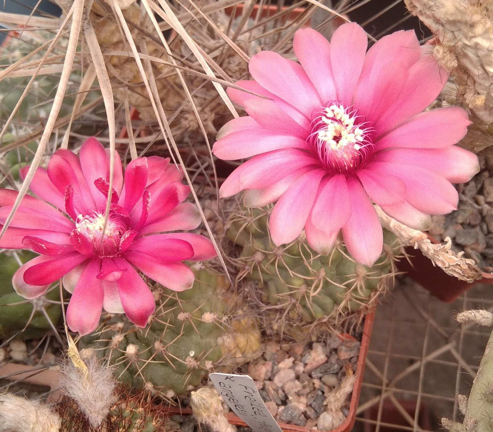 Gymnocalycium baldianum -двійня- cube-7cm-