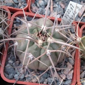 Gymnocalycium spegazzinii LF0058 -cube-5cm-