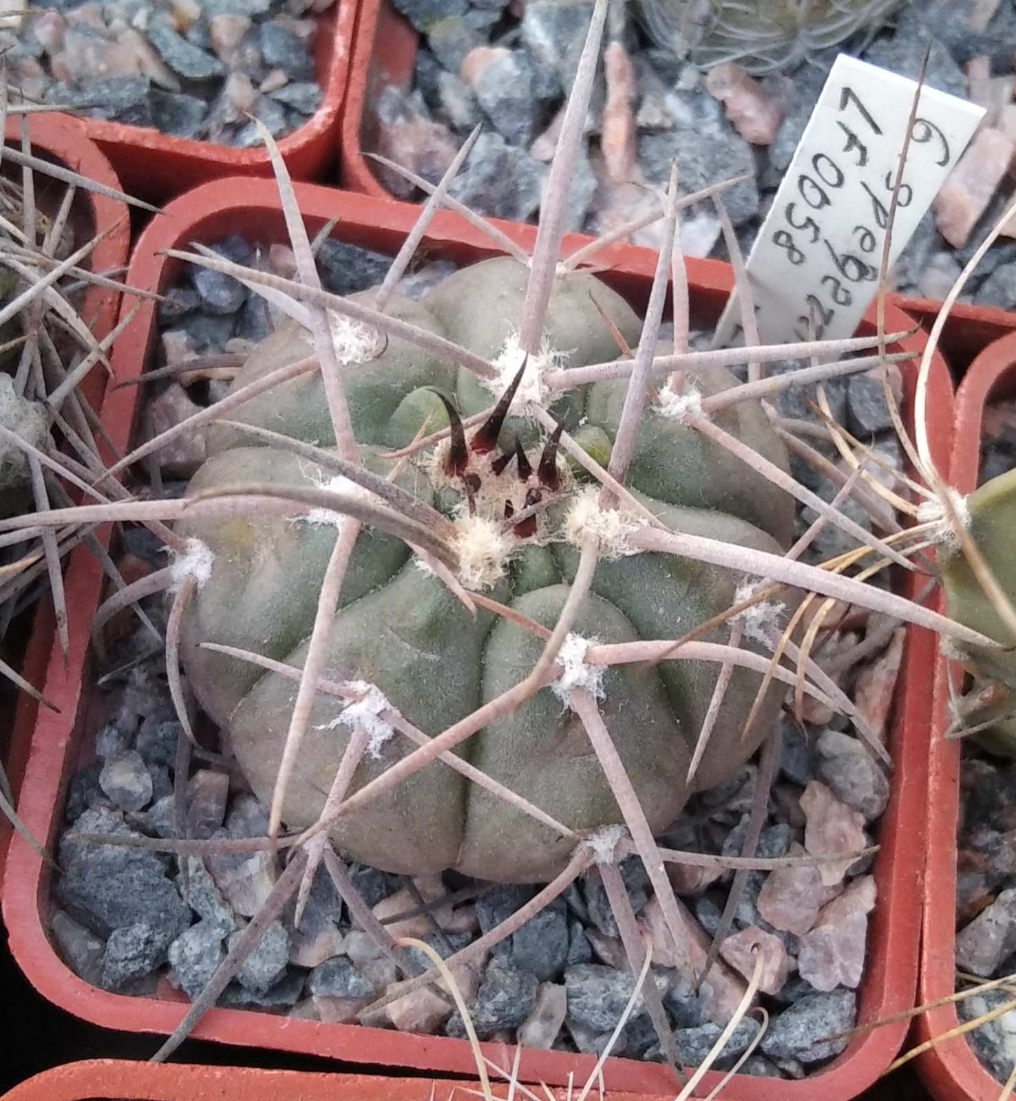 Gymnocalycium spegazzinii LF0058 -cube-5cm-