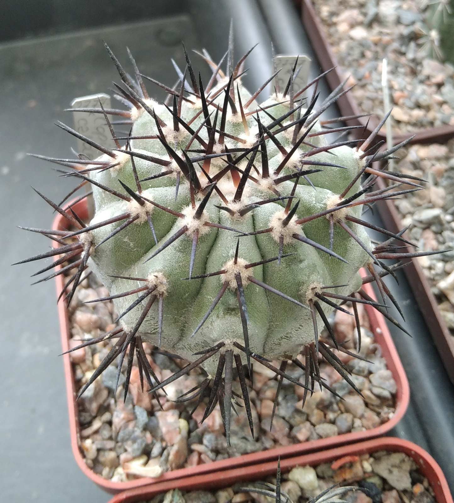 Copiapoa calderana  JO1258 -cube-7cm- щеплена-