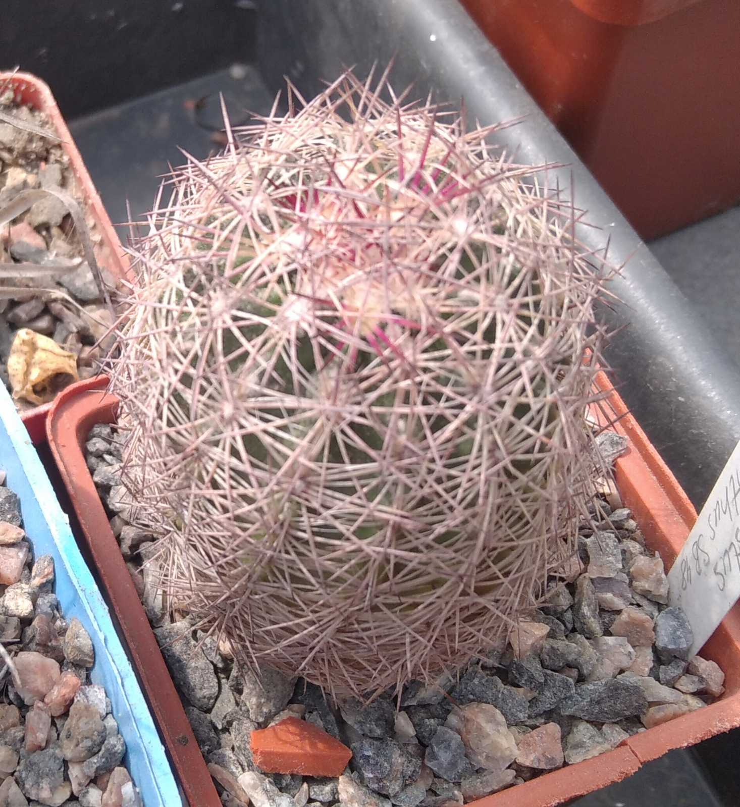 Echinomastus dasiacanthus SB48- cube-7cm -рідкість-