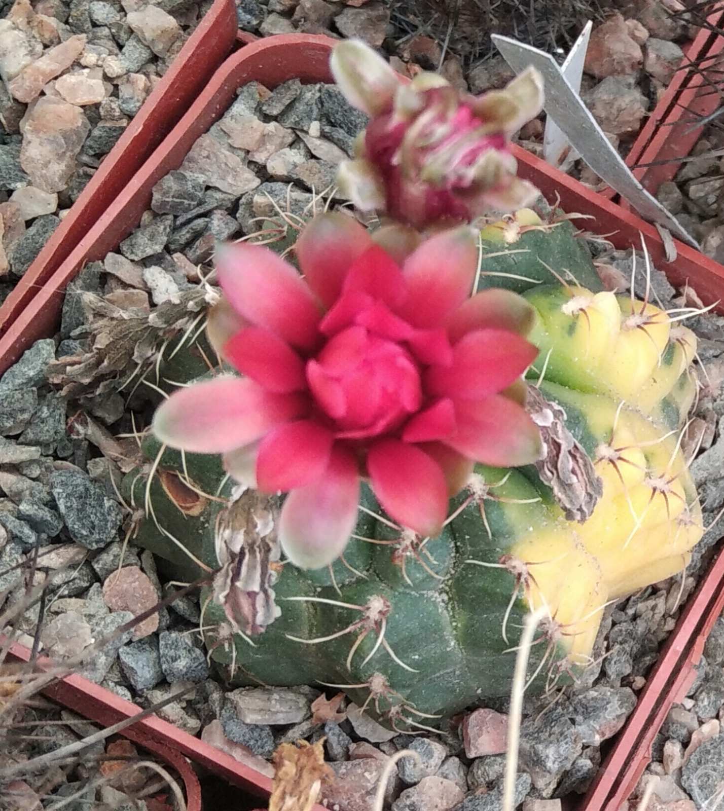 Gymnocalycium baldianum f. variegata -seeds-насіння-