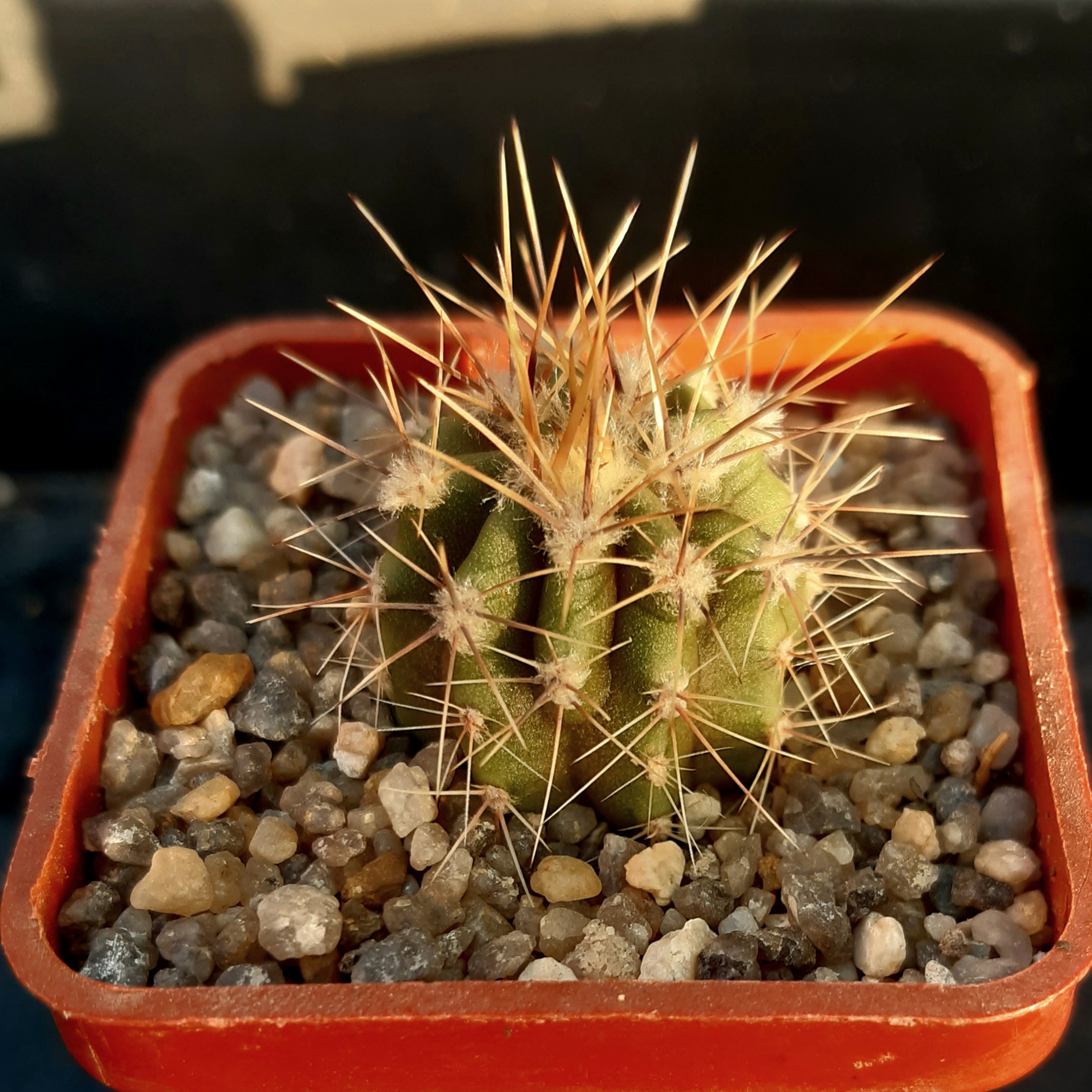Lobivia ferox v. longispina JN 1890, La Punilla, Salta, 1566m