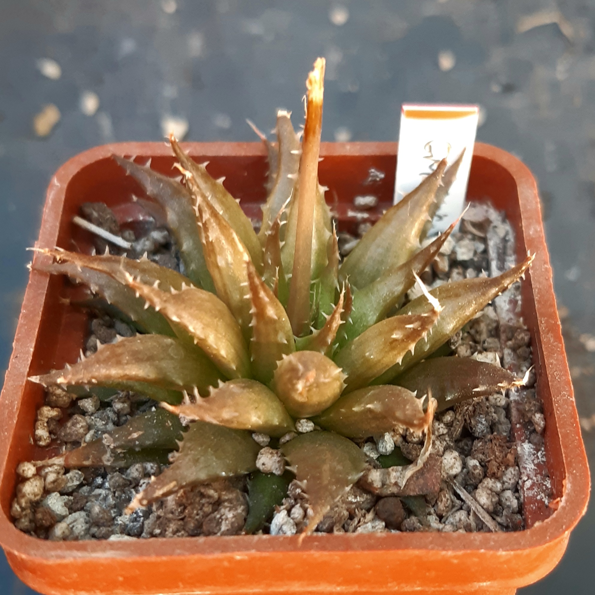 Haworthia nigricans GM619
