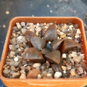 Haworthia badya hybr