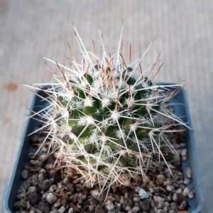 Mammillaria nejapensis