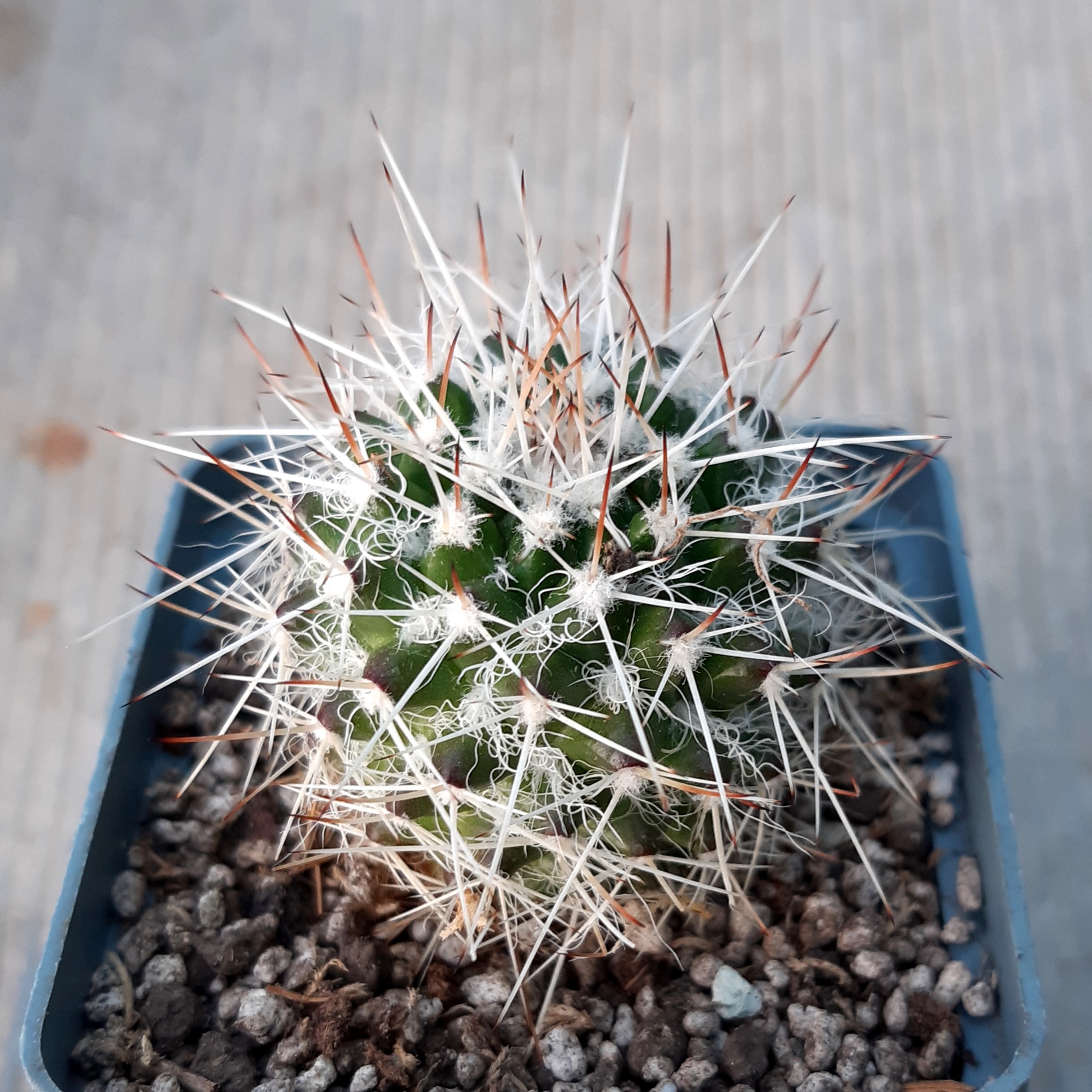 Mammillaria nejapensis