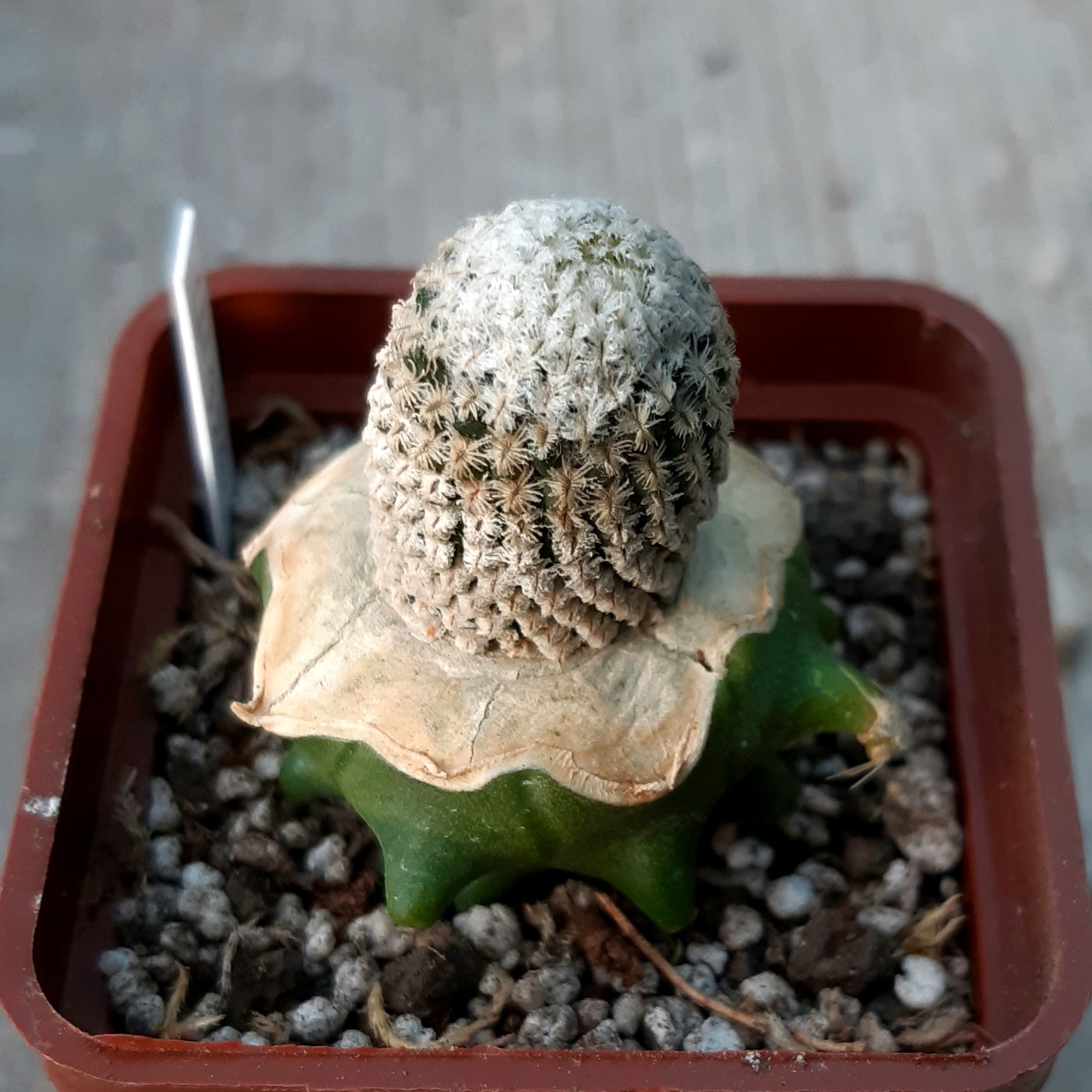 Encephalocarpus strobiliformis LH926