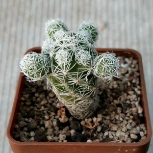 Mammillaria gracilis