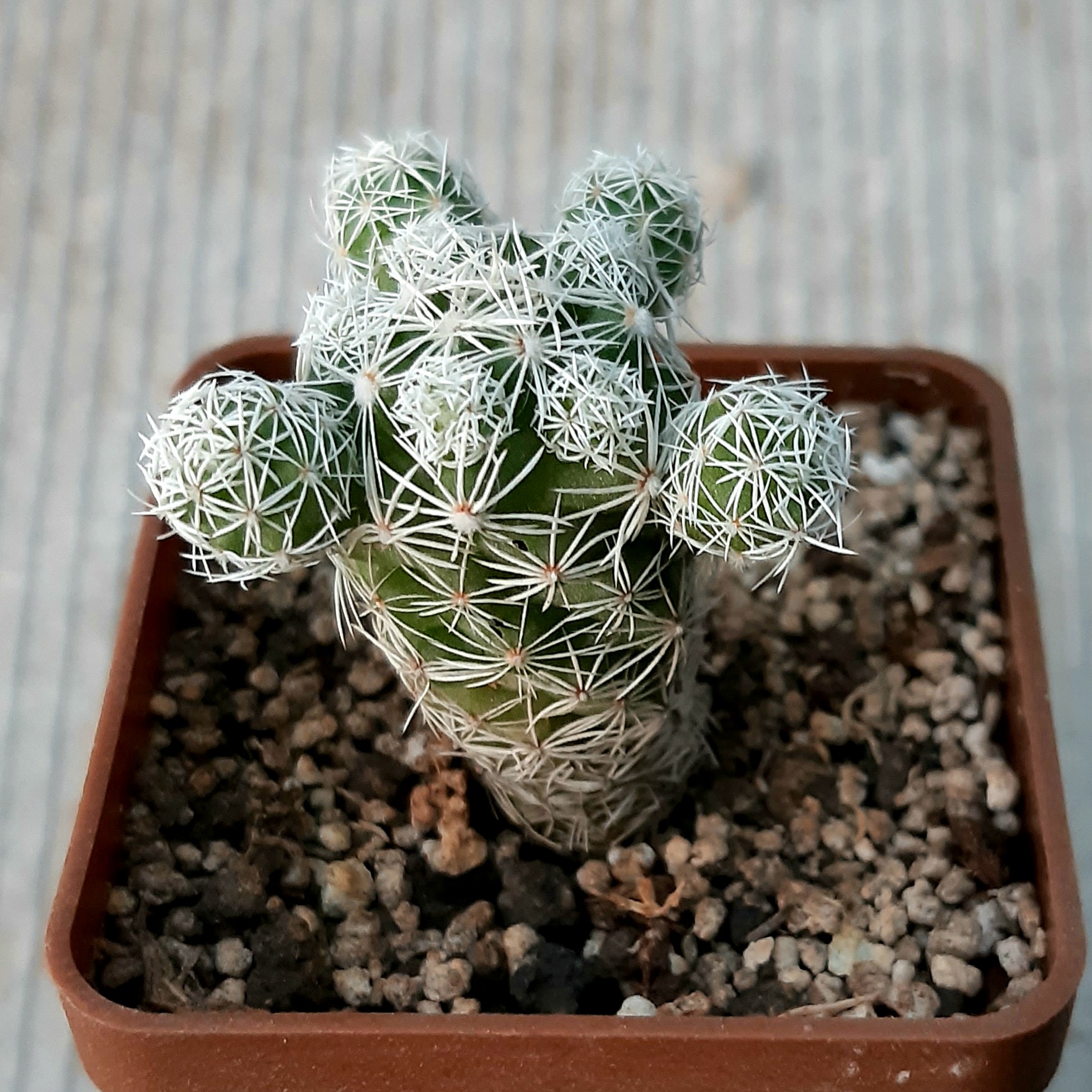 Mammillaria gracilis