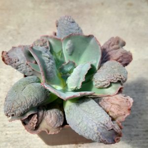 Echeveria cv.'Linguas'