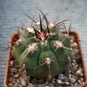 Gymnocalycium ambatoense P22, Conception, Arg. Piltz