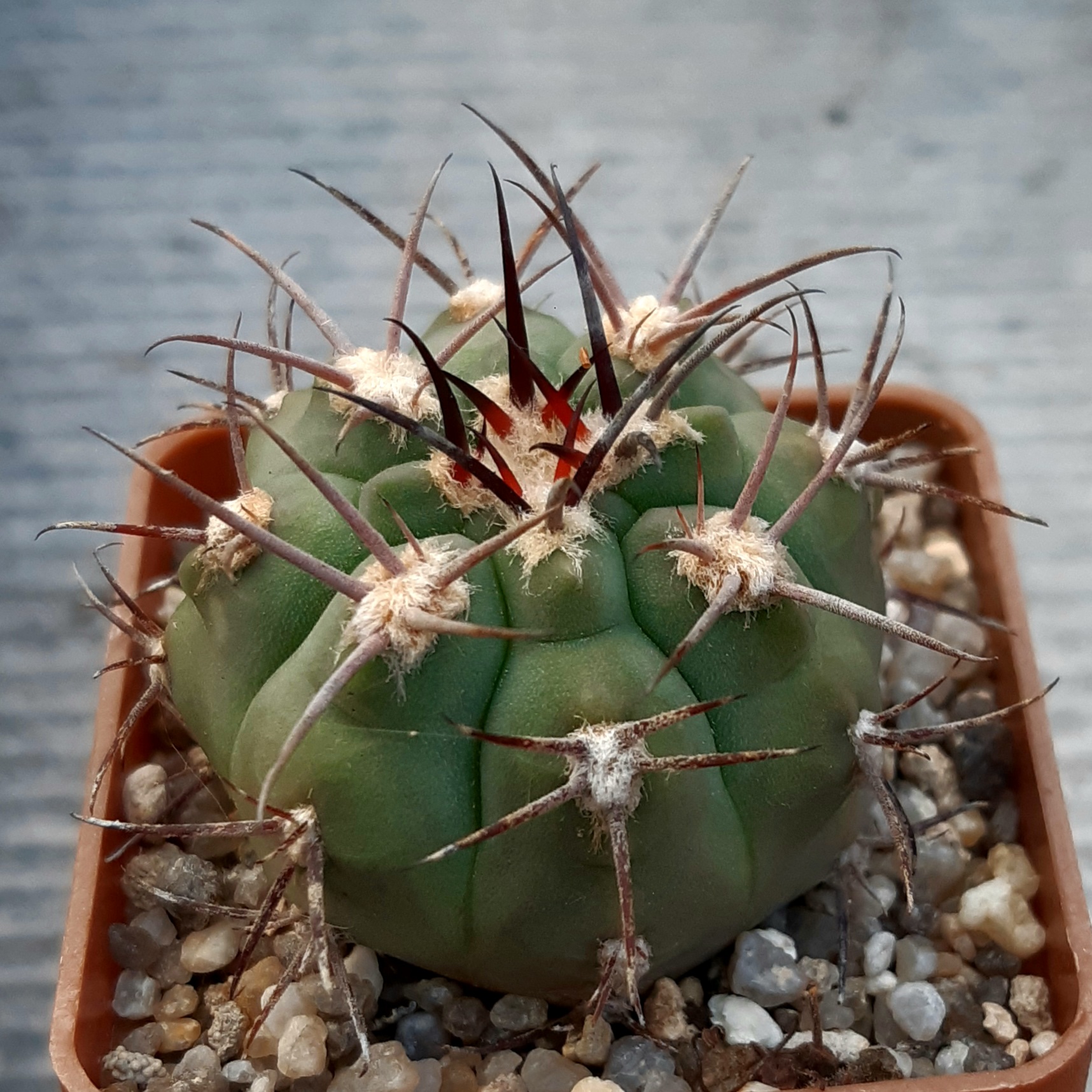 Gymnocalycium ambatoense P22, Conception, Arg. Piltz