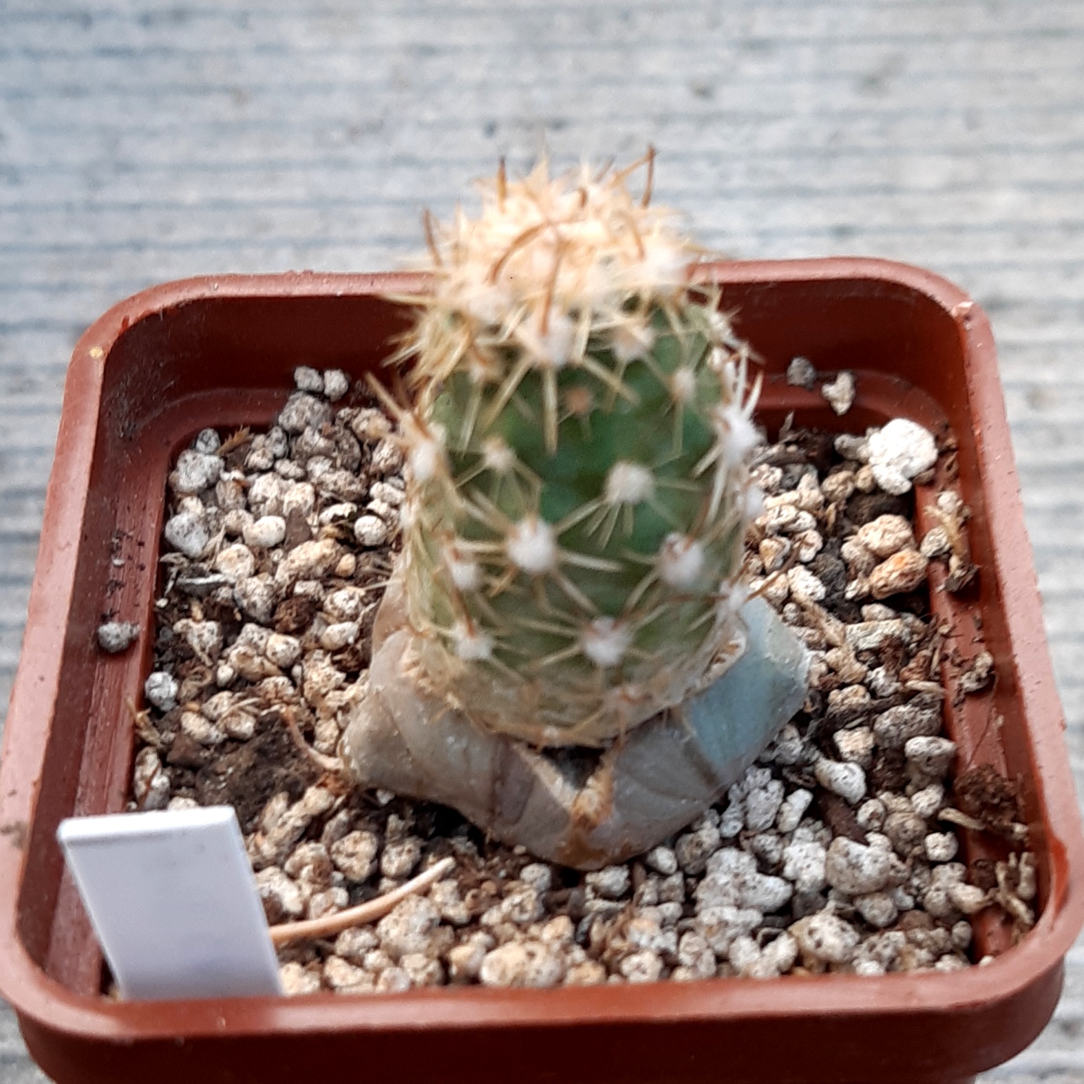 Sclerocactus mesae-verdae