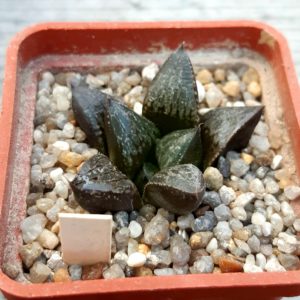 Haworthia splendens hybr