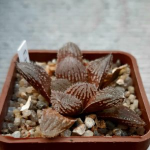 Haworthia 'Murasaki-Emaki' x 'El Pollito'