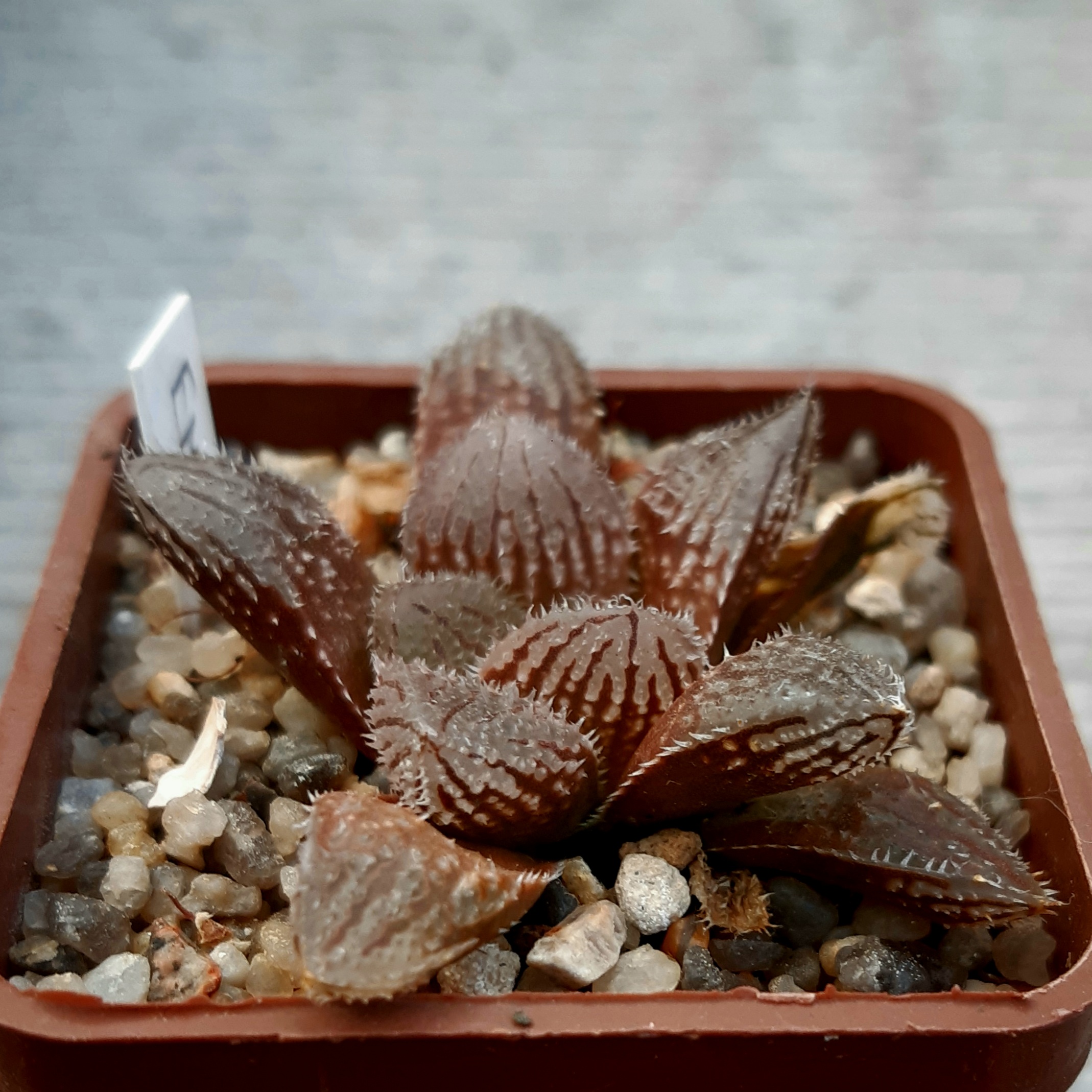 Haworthia 'Murasaki-Emaki' x 'El Pollito'