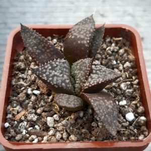 Haworthia 'Hakuja' x splendens hybr