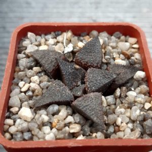 Haworthia (Emeraud-M-Wakusei x Bew's Wonder F2)