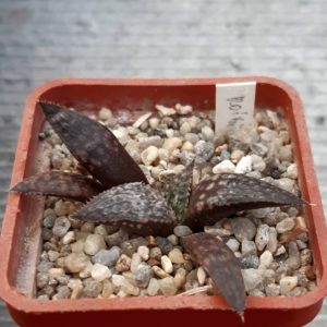 Haworthia splendens cv.'Koibito'