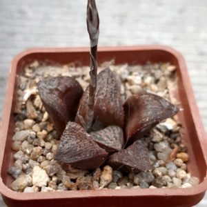 Haworthia splendens