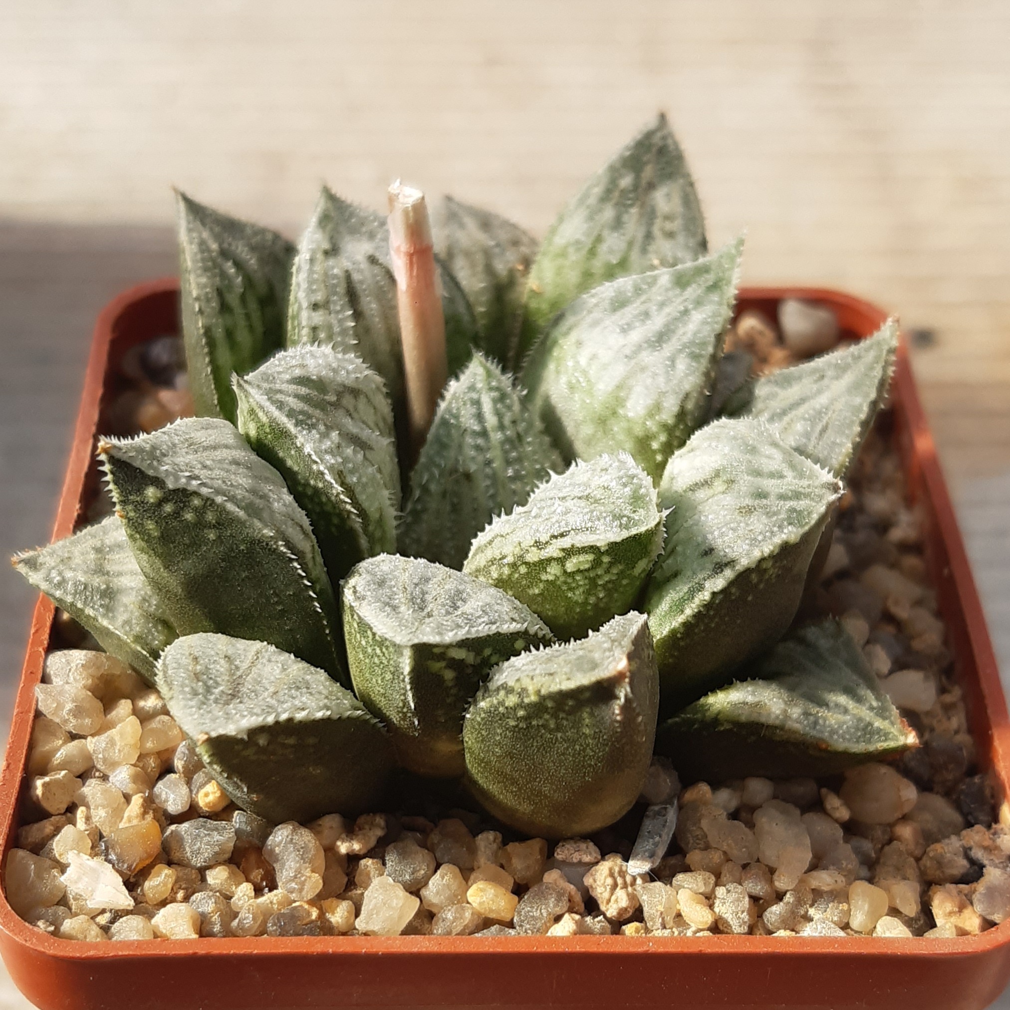 Haworthia wimii cv.'Ginsekai'