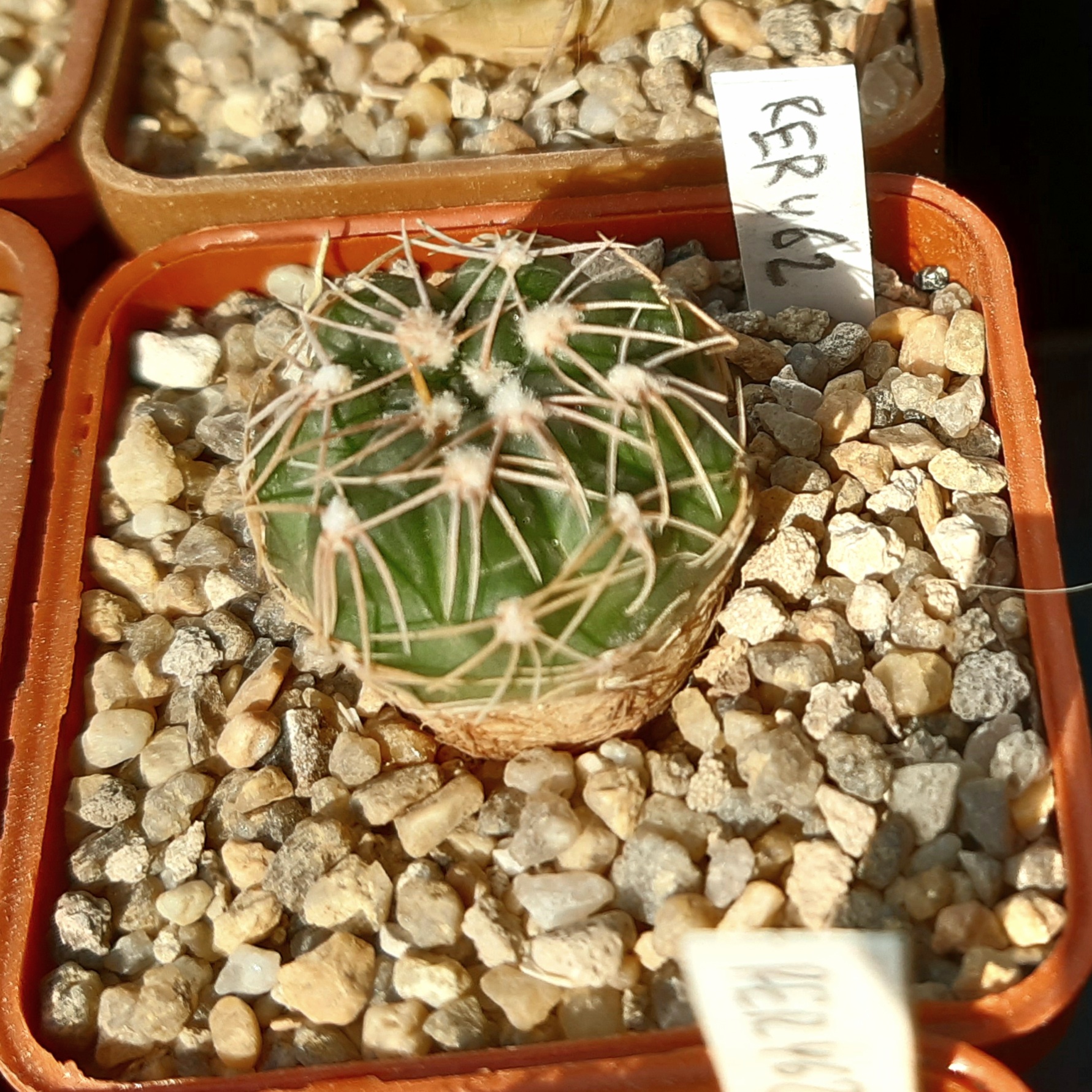 Gymnocalycium sutterianum 'tetraploideum' RER462 Canada Alvarez, 3,7km SSZ, 607m