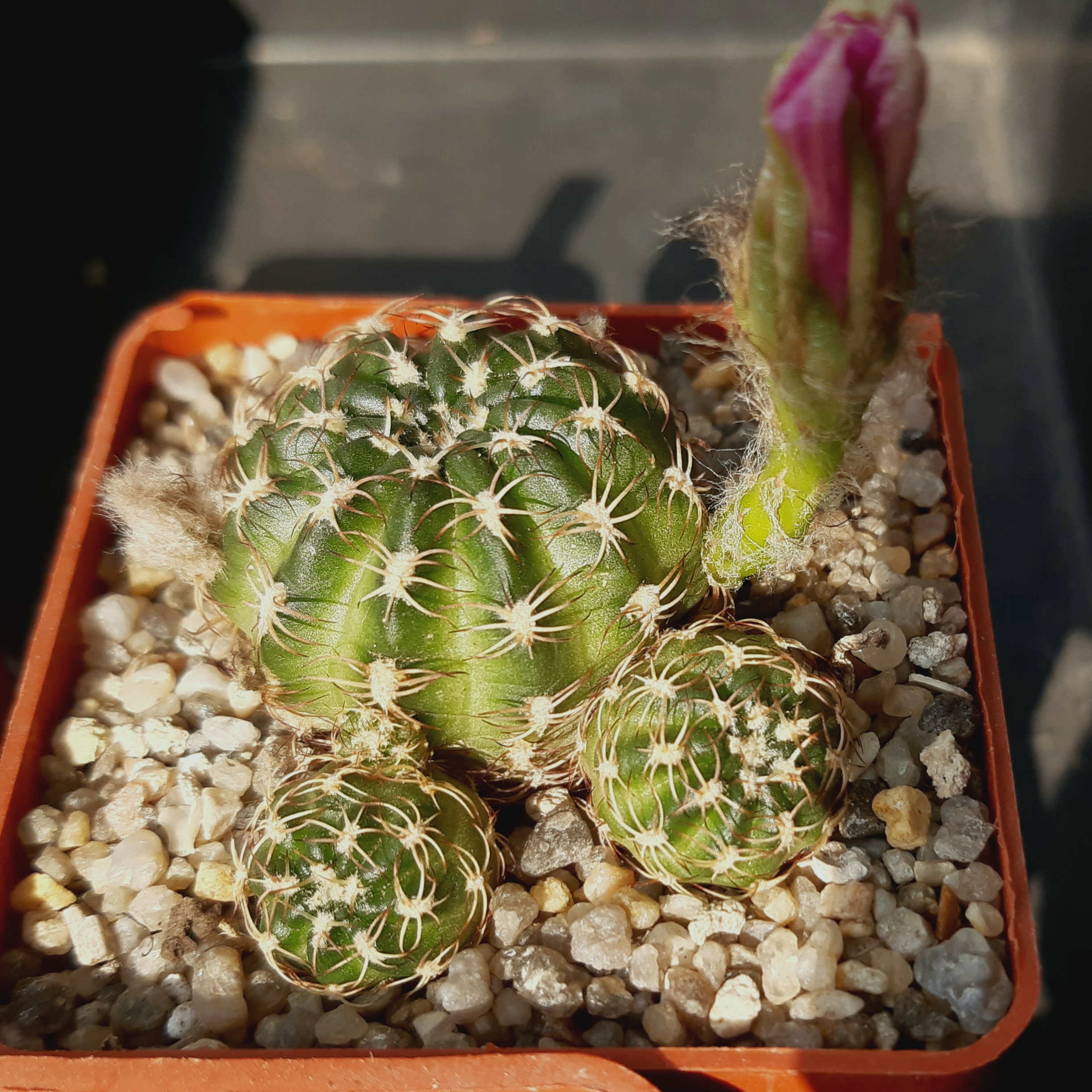 Lobivia tiegeliana 'pusilla' R90