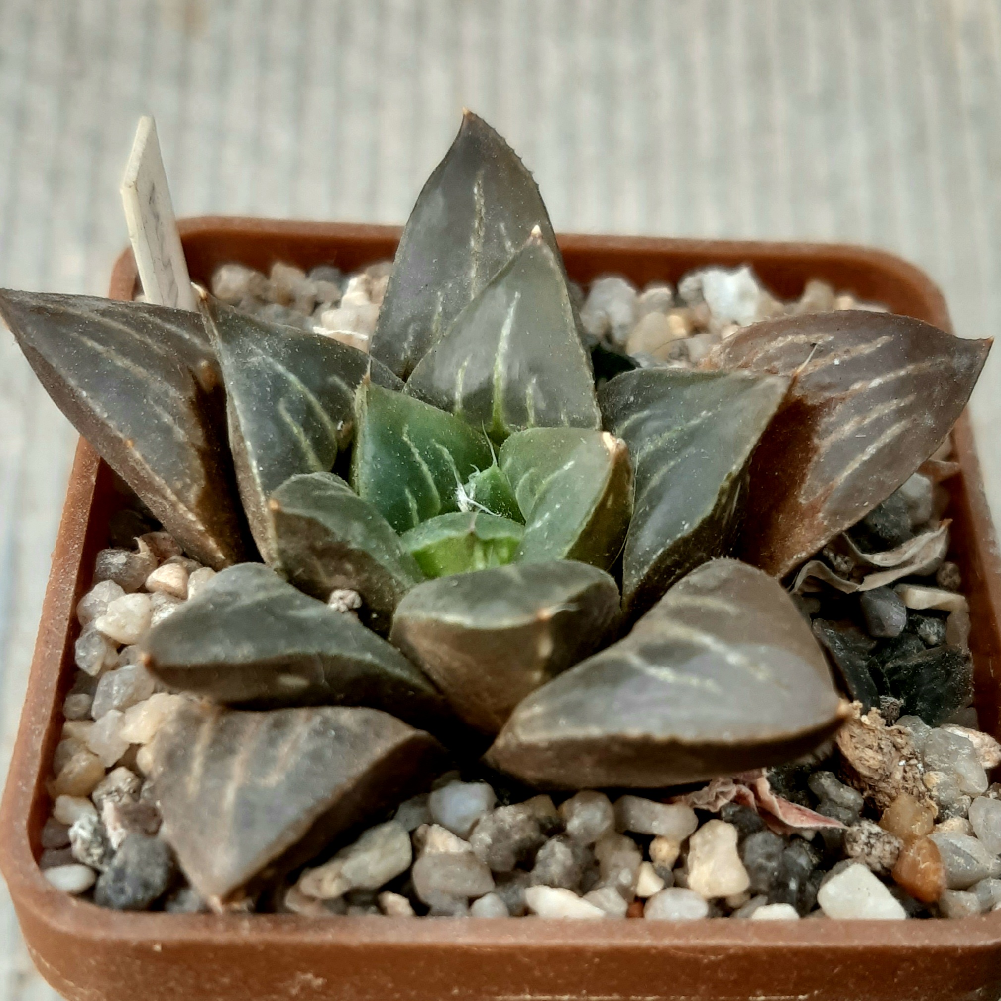 Haworthia mutica hybr