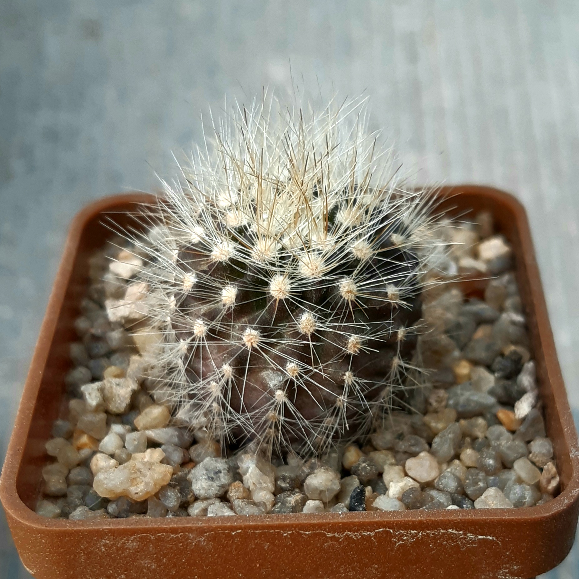 Neoporteria villosa