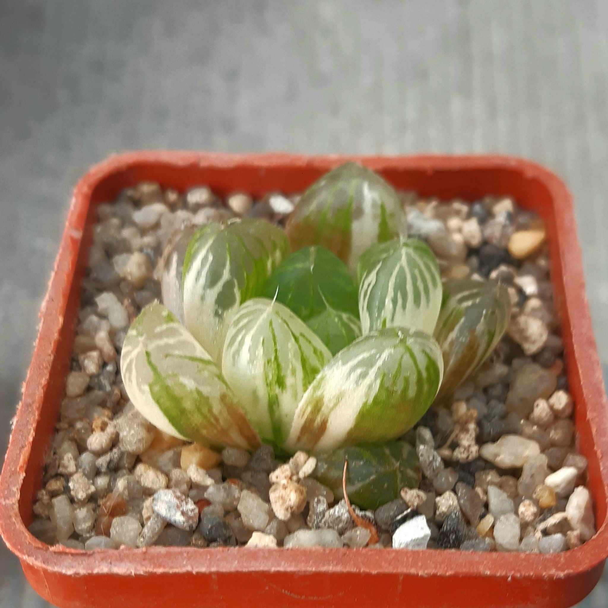 Haworthia cooperi 'Himawary' variegata