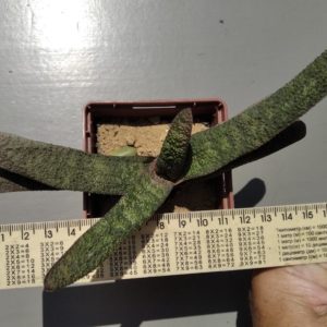 Gasteria batesiana v dolomitica