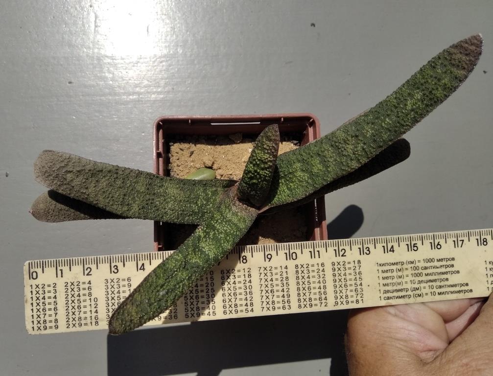 Gasteria batesiana v dolomitica