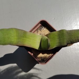 gasteria bicolor hybr