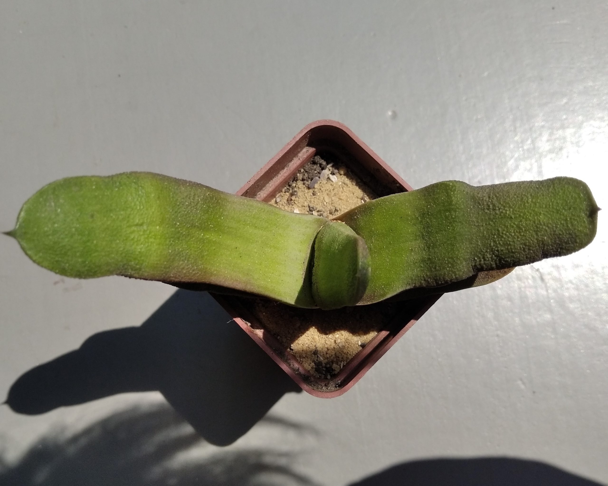 gasteria bicolor hybr