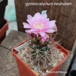 gymnocalycium neohuberi