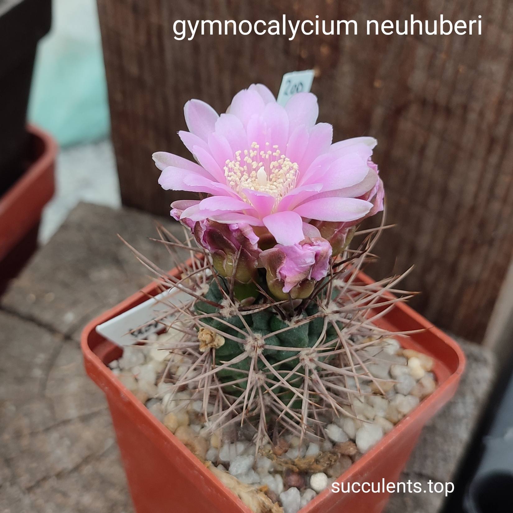 gymnocalycium neohuberi