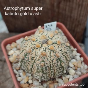 astrophytum super kabuto gold x astr