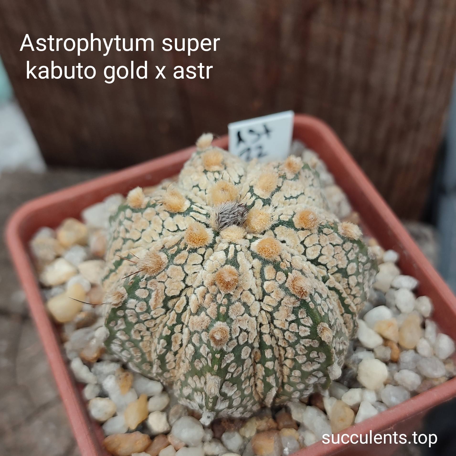 astrophytum super kabuto gold x astr