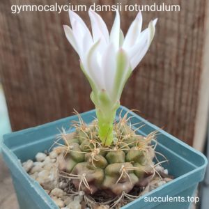gymnocalycium damsii rotundulum