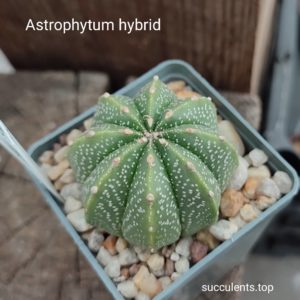 astrophytum hybrid